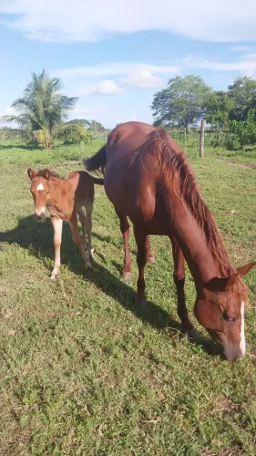 Vendo ou troco égua de vaquejada com potro recém-nascido