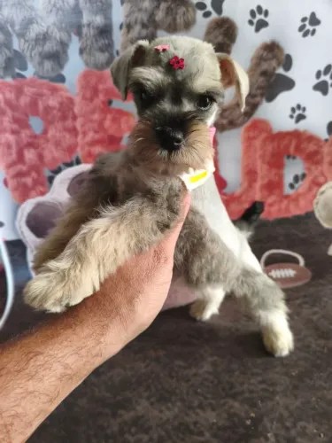 Linda princesinha Schnauzer Miniatura disponível!
