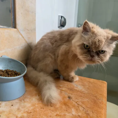Doação de gato Persa