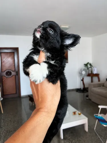 Chihuahua