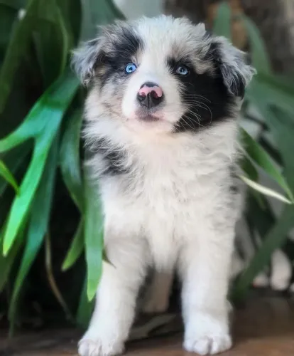Filhotes de cães border collie