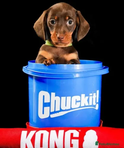 Filhotes Macho e Fêmea São Paulo Teckel/Dachshund/Salsicha/Salsichinha/Basset/Cofap Puros