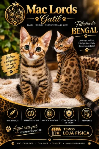 Bengal Rosetas perfeitas mini onças