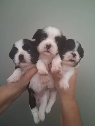 Lindos filhos de shitus