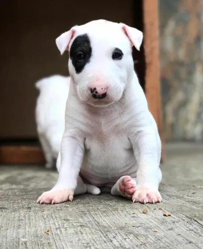 Bull Terrier - Entrega para todo o Brasil