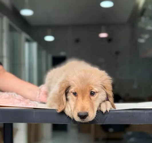 Filhote fêmea Golden Retriever com genética selecionada e padrão elevado