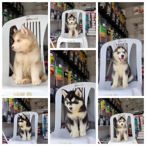 Husky siberiano wolle apronta entrega 