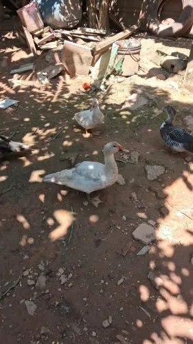 Pato filhote macho