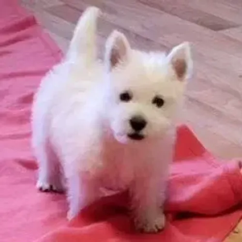 West Terrier Filhote Com Garantia