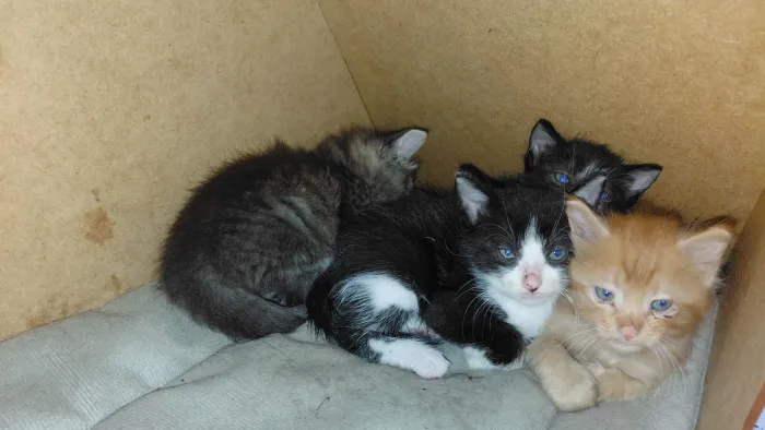 Doação de gatos filhotes (desmamados)