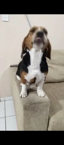 Beagle