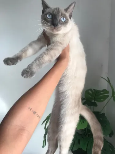 Gata fêmea 