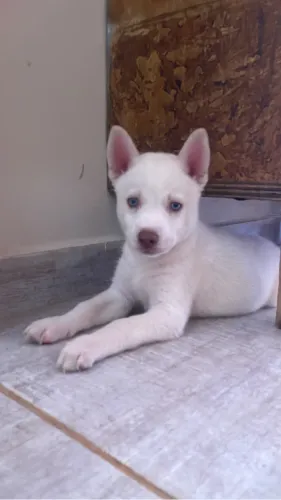 Husky siberiano