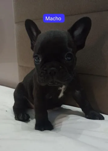 Filhotes de buldogue francês