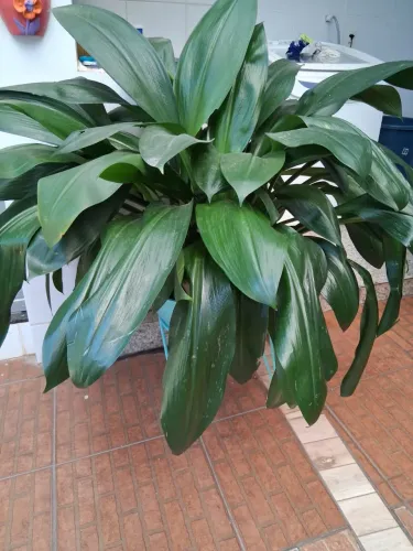 Plantas com jarro 