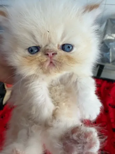 Gato persa show