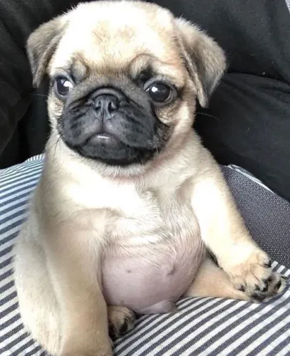 Filhotes de Pug faça parte dessa história !