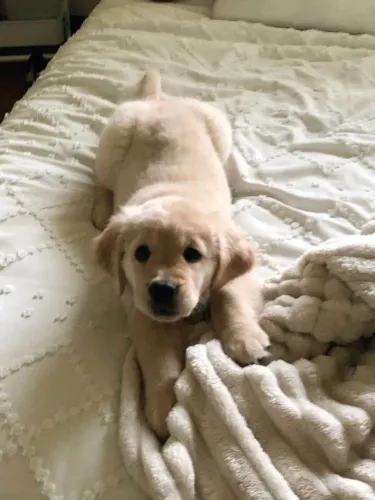 Filhote Golden Retriever, Nada como um filhotinho para espalhar amor por onde passa!