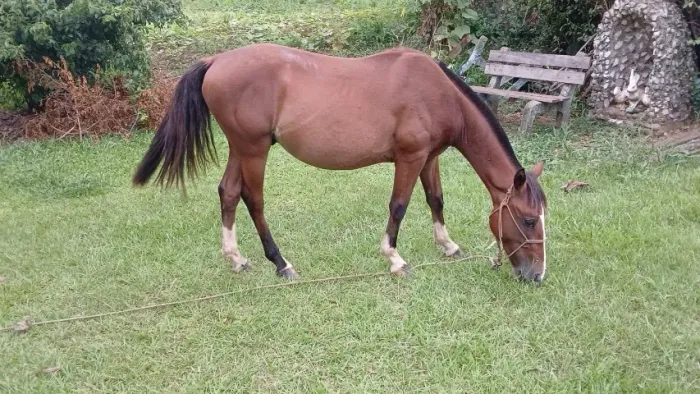 Cavalo crioulo
