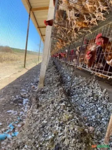 Esterco de Galinha Poedeira Curtido - Carrada - Caminhão no Toco