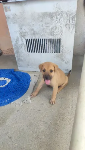 Doando filhotinha !