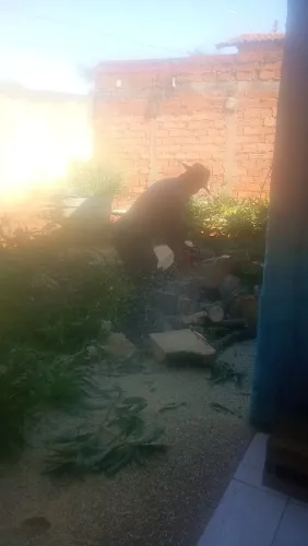 Corte e poda de árvore em toda Goiânia jardinagem paisagismo 993-16-0169