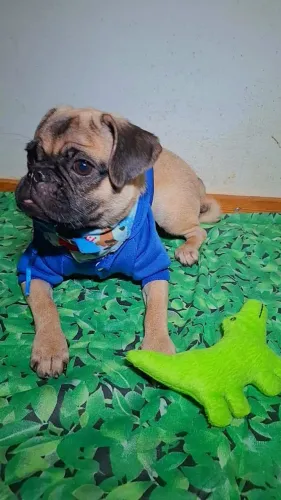 Filhote de Pug Macho