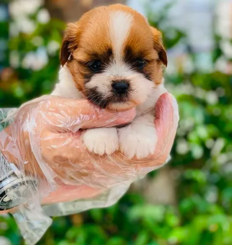 Shihtzu 45 dias, 1 dose vacina