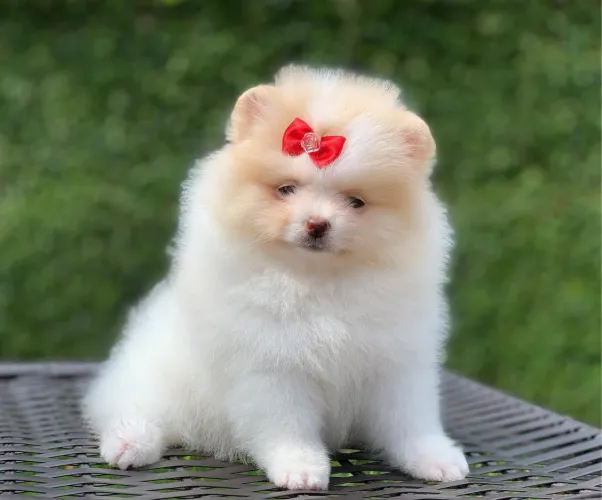 Lulu da Pomerânia/ Spitz alemão