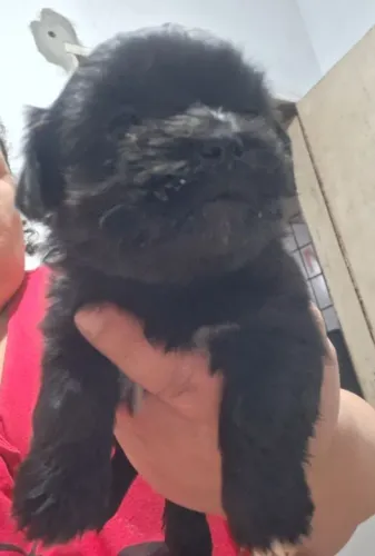 Filhotes de Shih Tzu