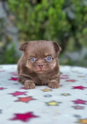 Chihuahua. Belo menino chocotan - A cor preferida! Excelente padrão da raça!