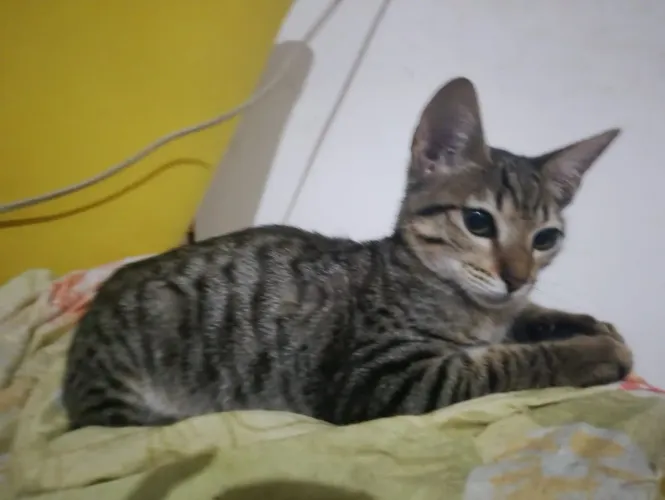 Gata para adoção responsável