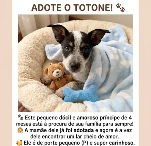 Lindo e dócil filhote cachorrinho - 4 meses