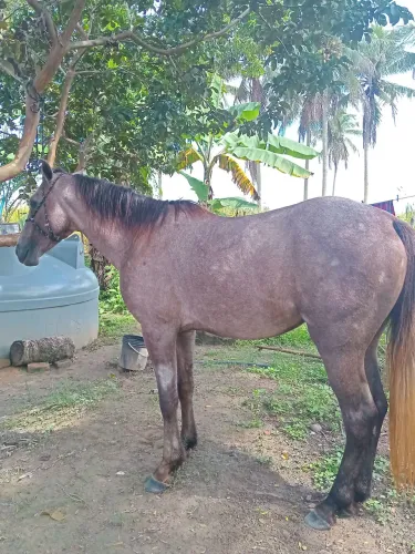 Cavalo mestiço de quatro de milha pra negociar em uma potra da mesma raça