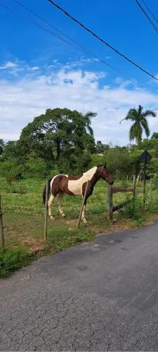 Cavalo pampa