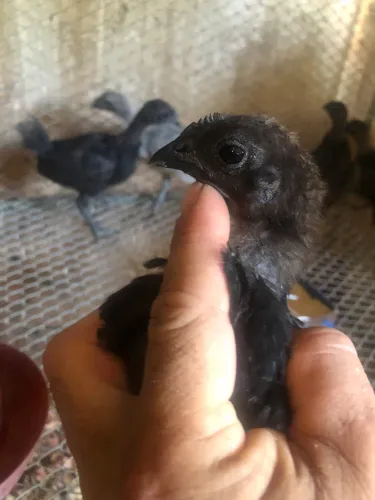 Galinha ayam cemani