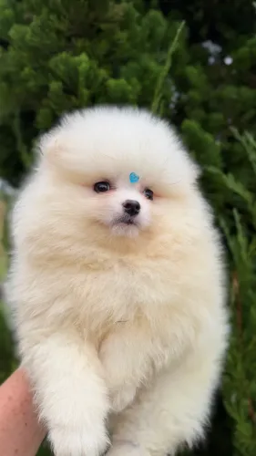 Filhotes de Spitz Alemão