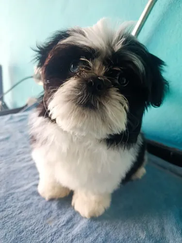 Shih macho