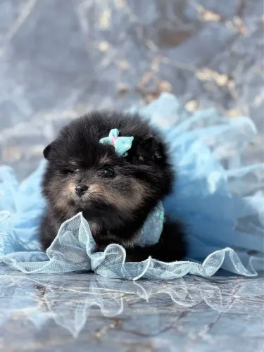   **FILHOTES DE LULU DA POMERÂNIA ANÃO ? LINHAGEM INTERNACIONAL**