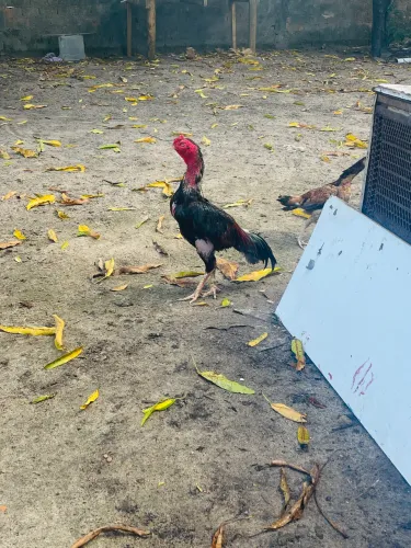 Vende-se galo