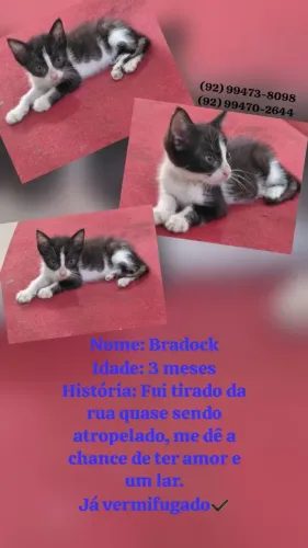 Gato pra doação