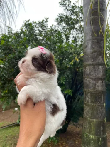 Shihtzu Micro de linhagem europeia branco e chocolate