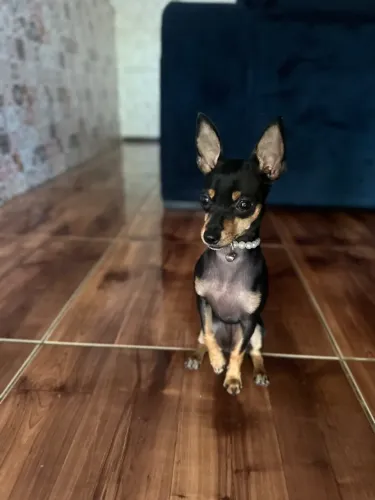 Procuro namorado pra minha pinscher tamanho 0 ou 1