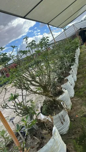 Rosas do deserto gigantes