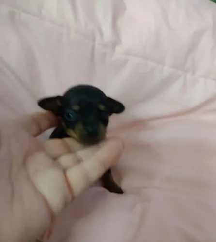 Vendo pinscher