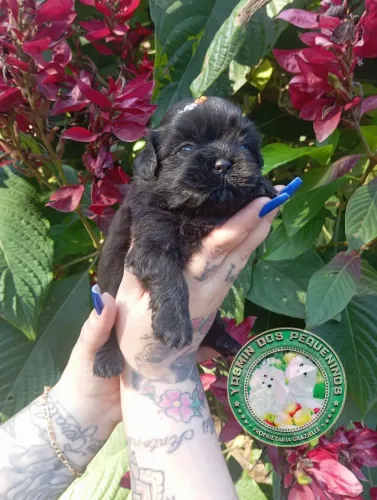 Promoção imperdível Princesa Shih Tzu Maravilhosa 