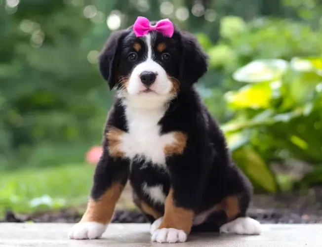 Filhote de Bernese Mountain Dog Para Uma Família Especial