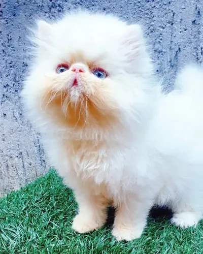 Gatinhos persa show pra presentear a quem vc ama 