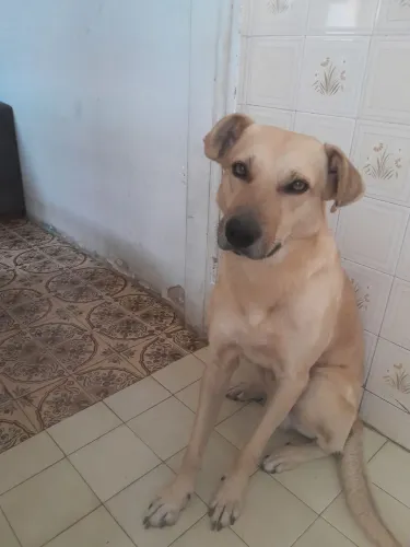 Doação de cachorro 
