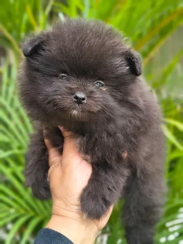 Spitz alemão